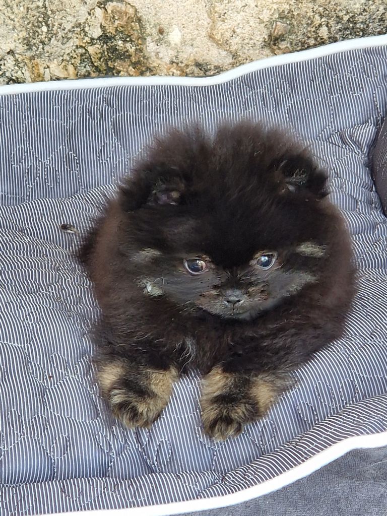 Black Moon Star's - Chiot disponible  - Spitz allemand