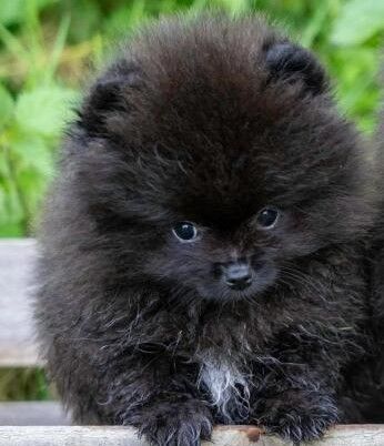 Black Moon Star's - Chiot disponible  - Spitz allemand